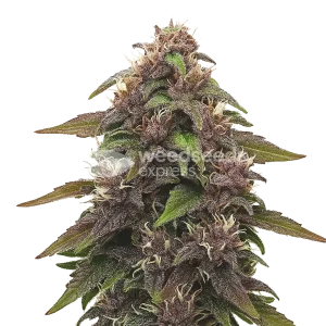 Blackberry Kush Auto Seeds Australia