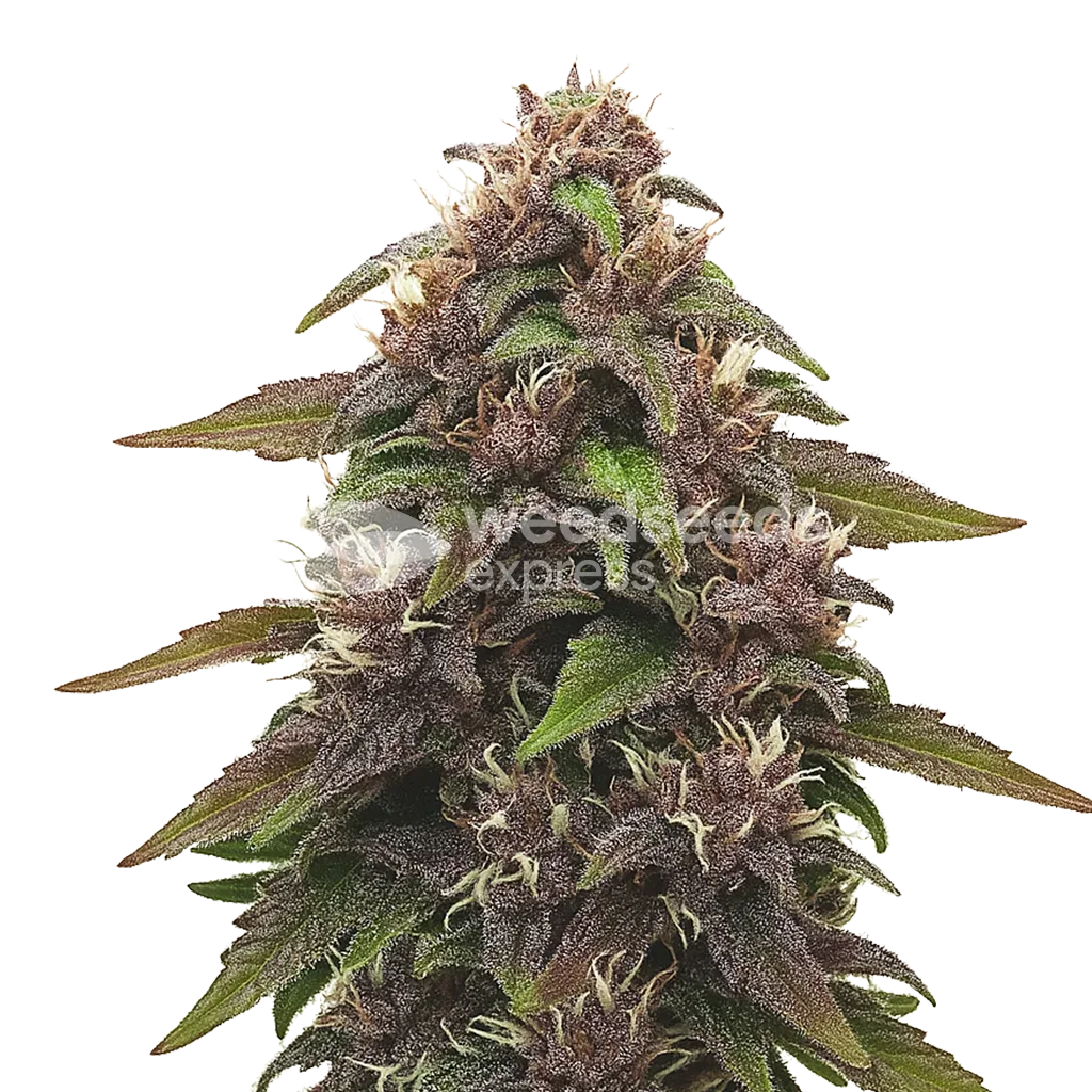 Blackberry Kush Auto Seeds Australia