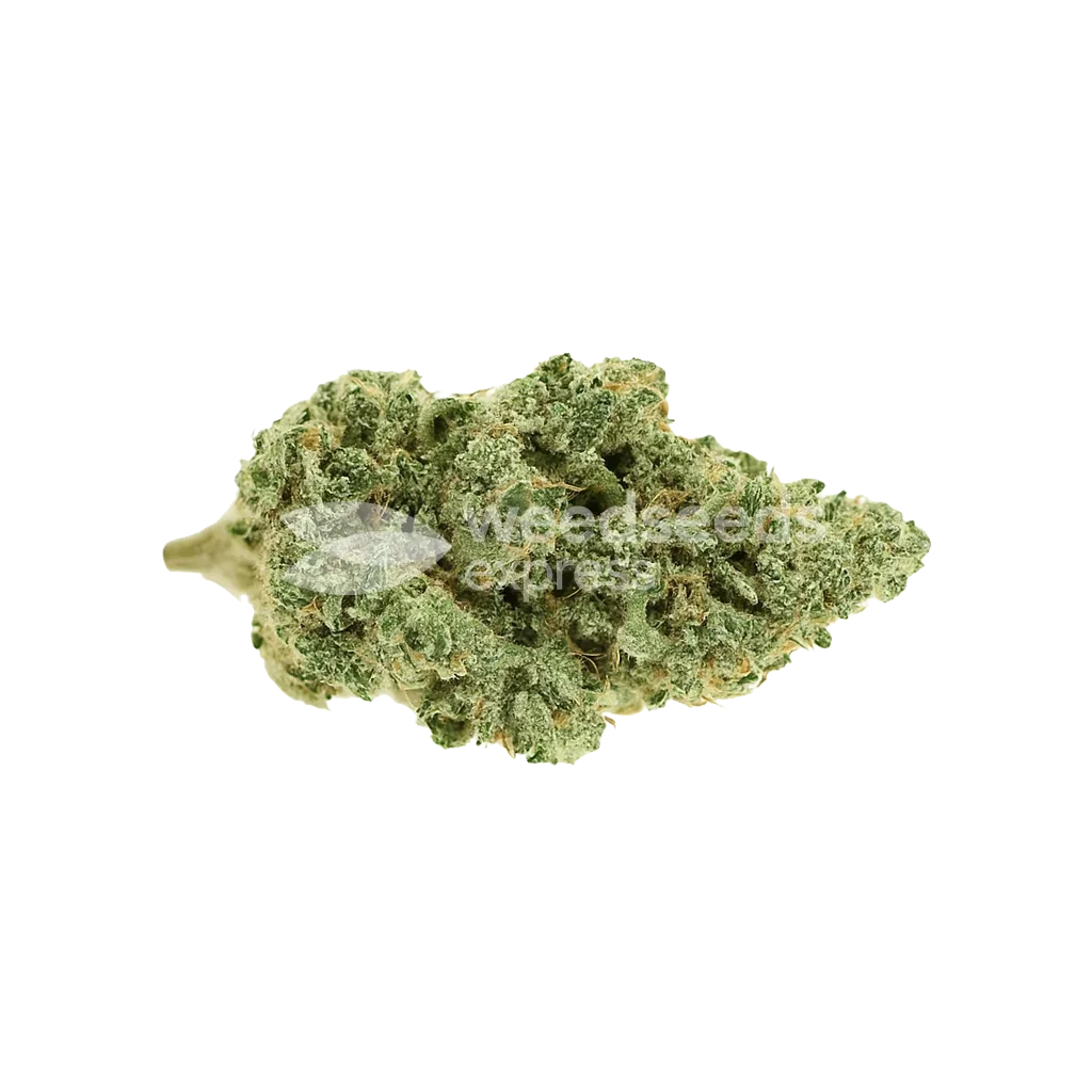 Blue Amnesia Auto Seeds Australia