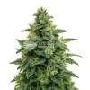 Blue Amnesia Auto Seeds Australia