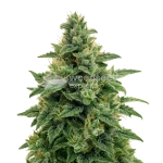 Blue Amnesia Auto Seeds Australia