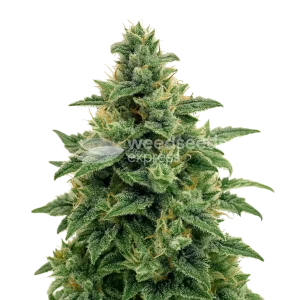 Blue Amnesia Auto Seeds Australia