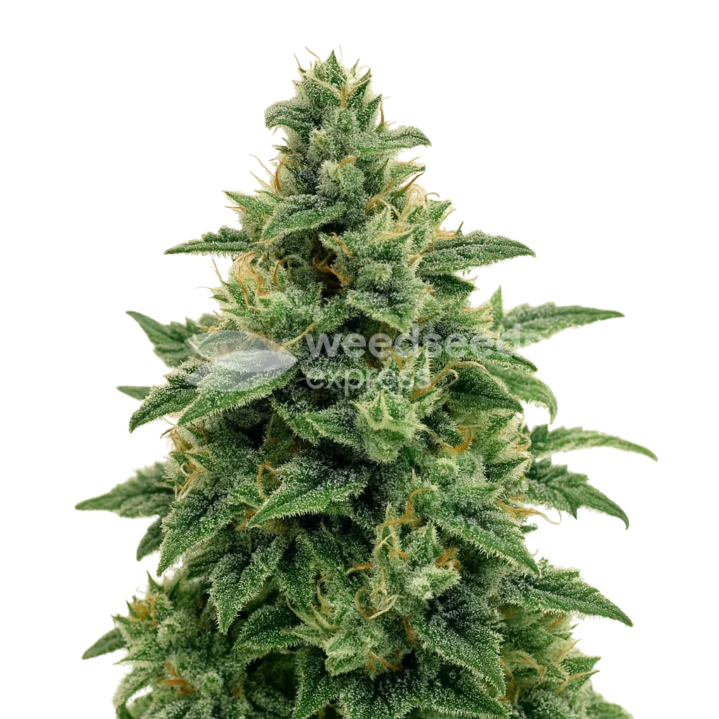 Blue Amnesia Auto Seeds Australia