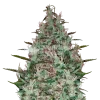 Canadian Haze Seeds Australia
