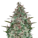 Canadian Haze Seeds Australia