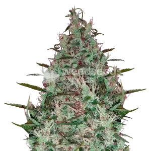 Canadian Haze Seeds Australia