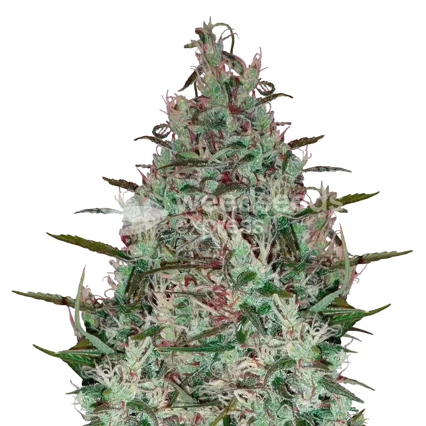 Canadian Haze Seeds Australia