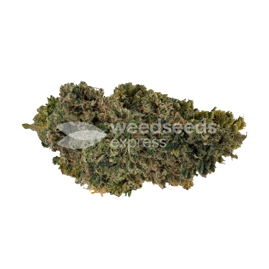 CBD Candida seeds Australia