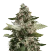 CBD Candida seeds Australia