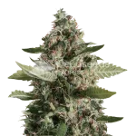 CBD Candida seeds Australia