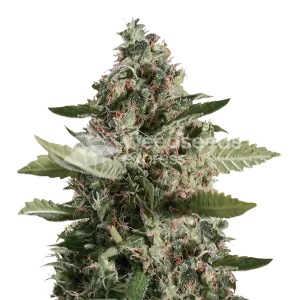 CBD Candida seeds Australia