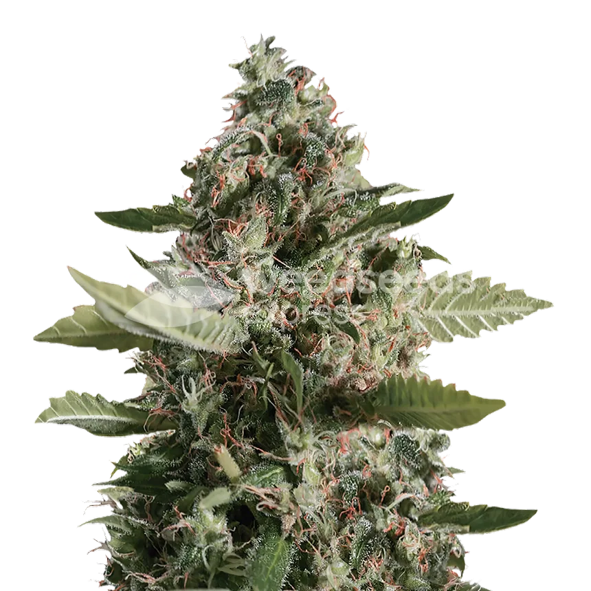 CBD Candida seeds Australia