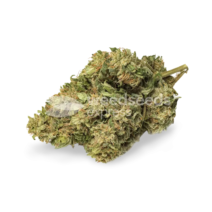 cbd kush seeds australia