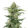 cbd kush seeds australia