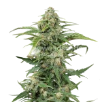 cbd kush seeds australia