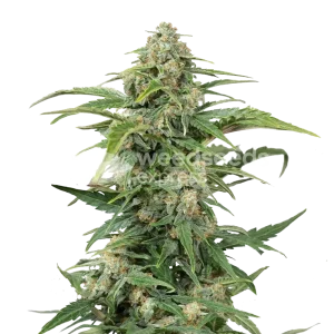 cbd kush seeds australia