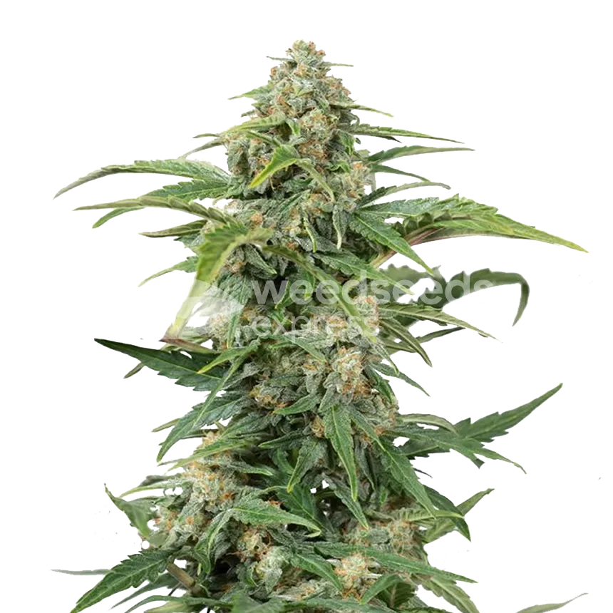 cbd kush seeds australia