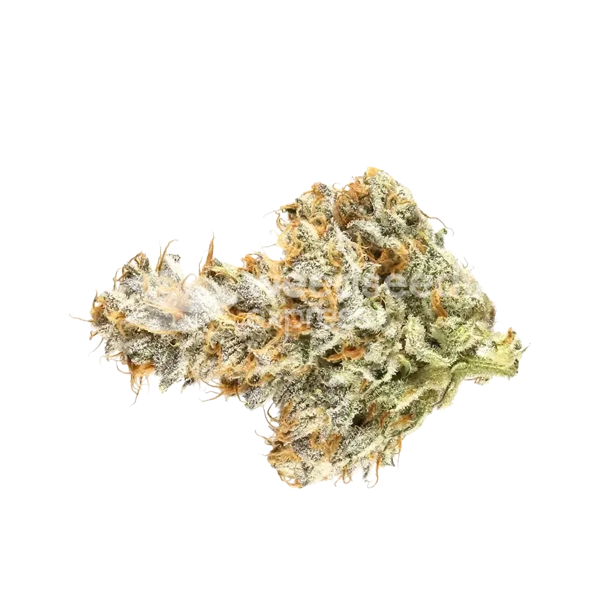 Cement Shoes Seeds Australia
