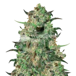 Cement Shoes Seeds Australia