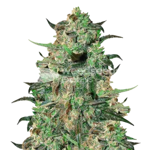 Cement Shoes Seeds Australia