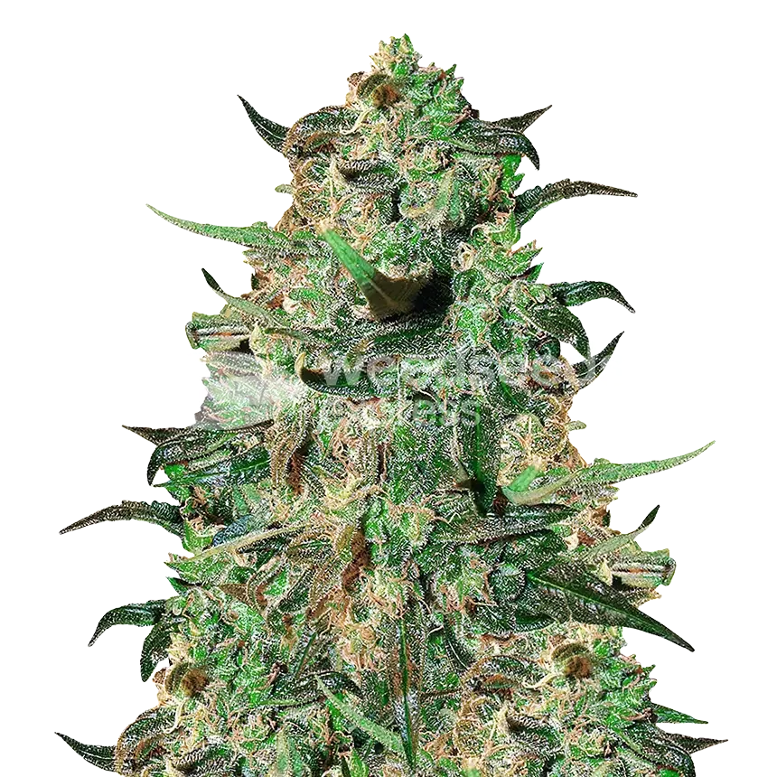 Cement Shoes Seeds Australia