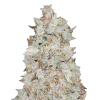 cookies and cream seeds australia