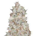 cookies and cream seeds australia