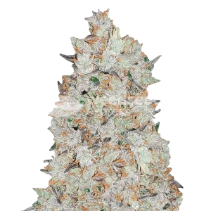cookies and cream seeds australia