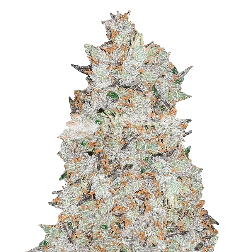 cookies and cream seeds australia