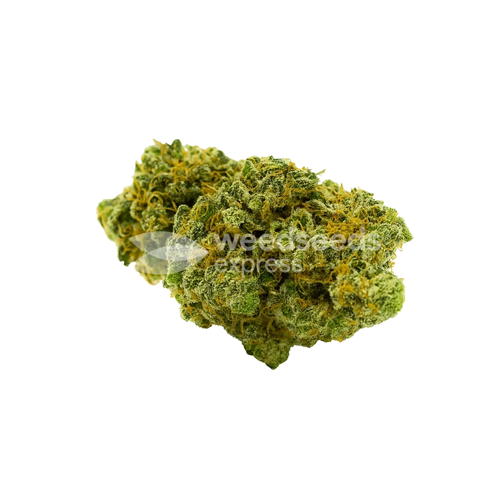 critical jack auto seeds australia