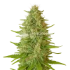 critical jack auto seeds australia