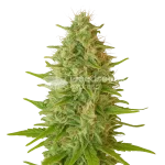 critical jack auto seeds australia