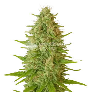 critical jack auto seeds australia