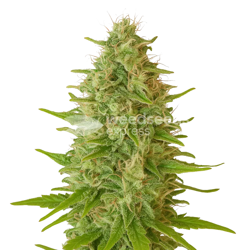 critical jack auto seeds australia