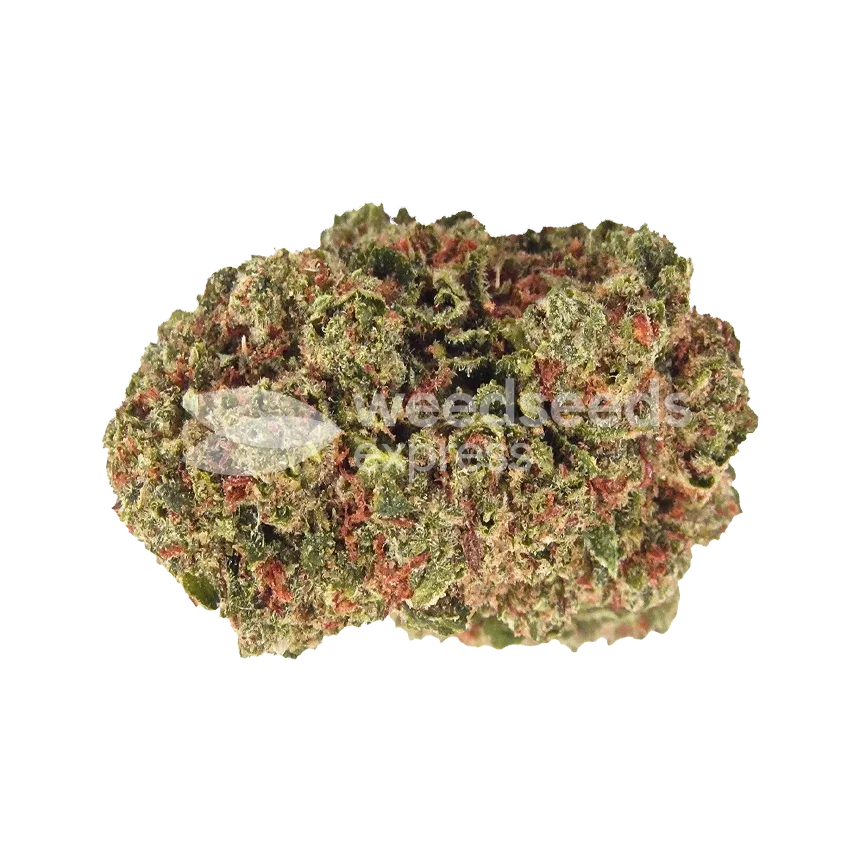 fire og seeds australia
