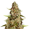 fire og seeds australia