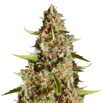 fire og seeds australia