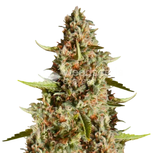 fire og seeds australia