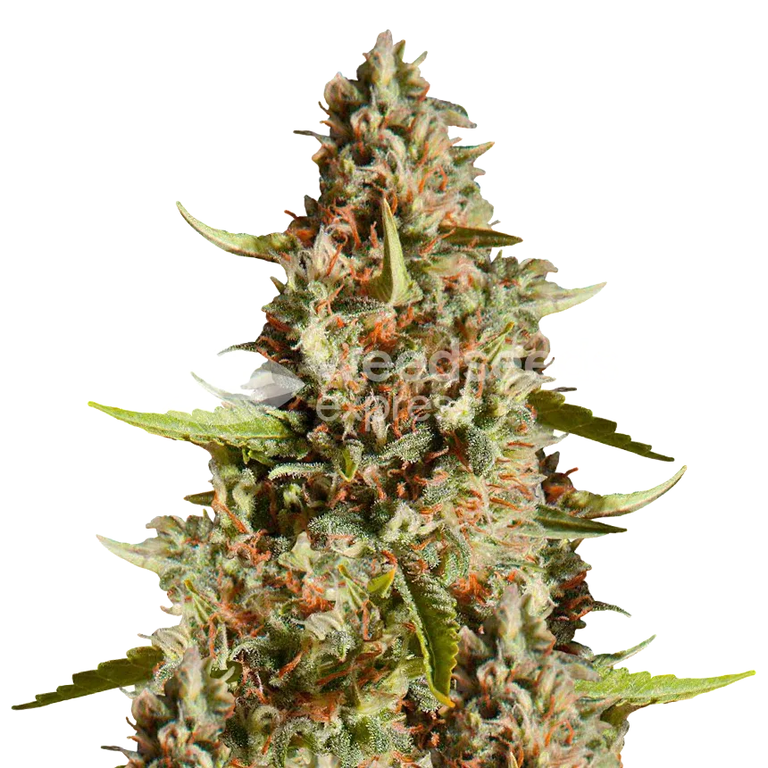 fire og seeds australia