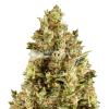 Forbidden Fruit Seeds Australia