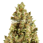 Forbidden Fruit Seeds Australia