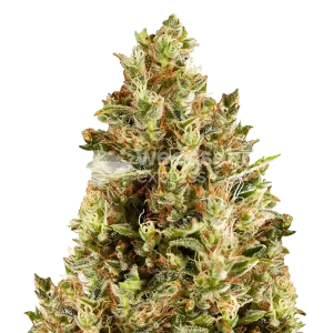 Forbidden Fruit Seeds Australia
