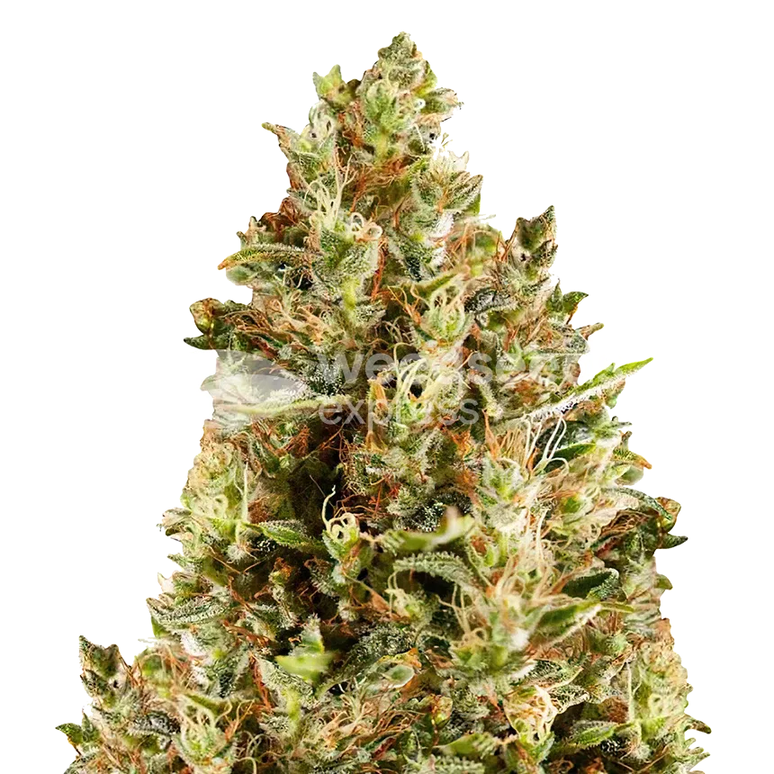 Forbidden Fruit Seeds Australia