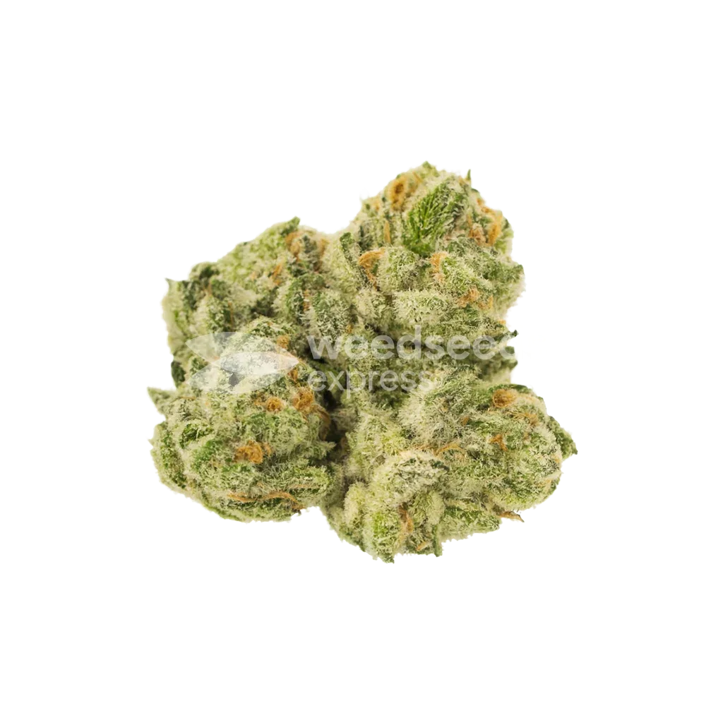 Glookies Auto Seeds Australia