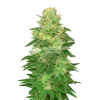 Glookies Auto Seeds Australia