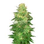Glookies Auto Seeds Australia