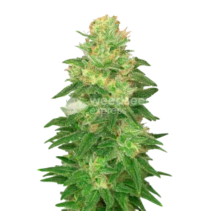 Glookies Auto Seeds Australia