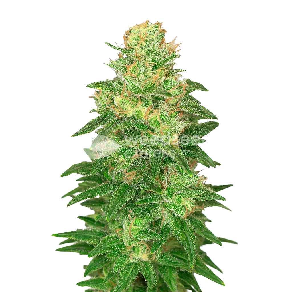 Glookies Auto Seeds Australia