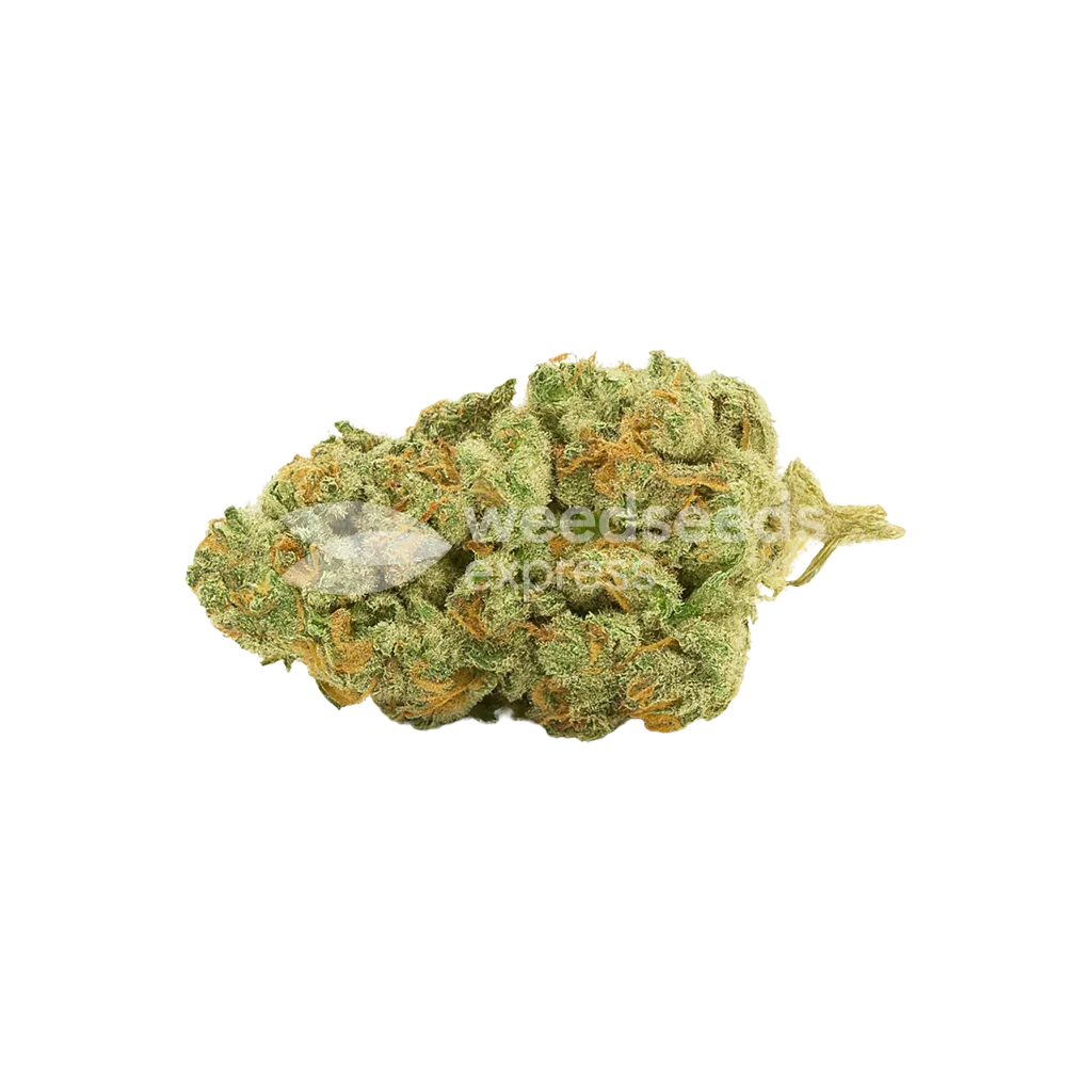 gold leaf auto seeds australia