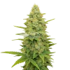 gold leaf auto seeds australia